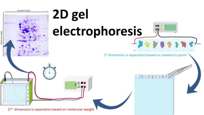 2d Gels